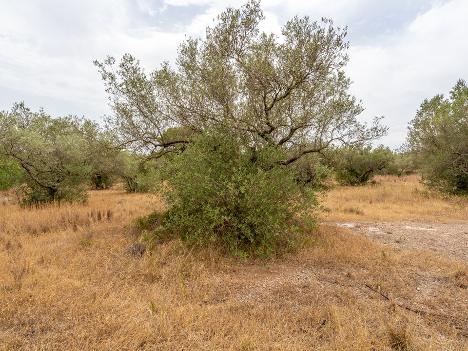 Finca a Roquetes, Tarragona - foto 5