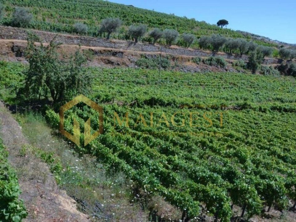 Farm i Peso da Regua, Vila Real - foto 1