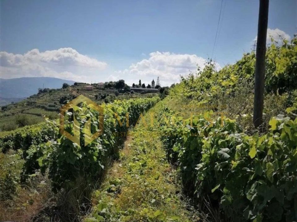 Farm i Peso da Regua, Vila Real - foto 2