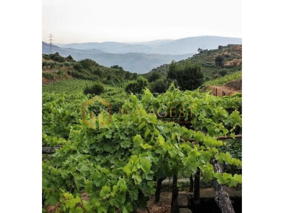 Farm i Peso da Regua, Vila Real - foto 3