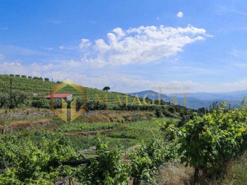 Farm i Peso da Regua, Vila Real - foto 4