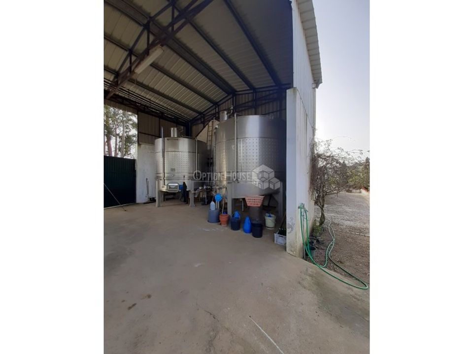 Farm i Sobral de Monte Agraco, Lisbon - foto 3