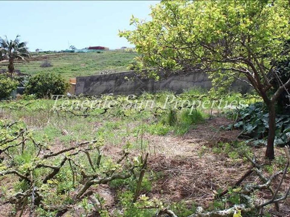 Finca i Tacoronte, Tenerife - bilde 4