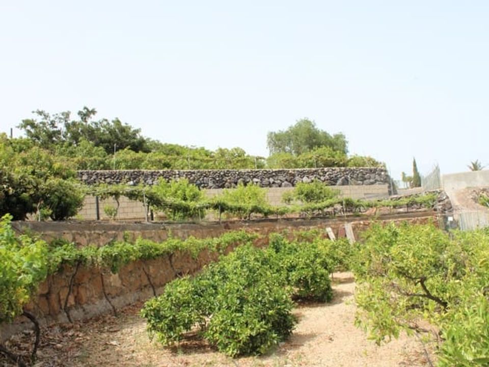 Finca i Arafo, Tenerife - foto 2