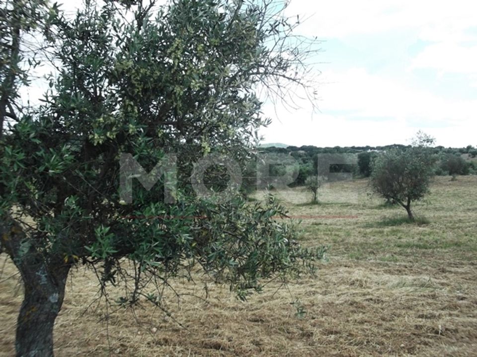 Terra a Redondo, Evora - foto 3