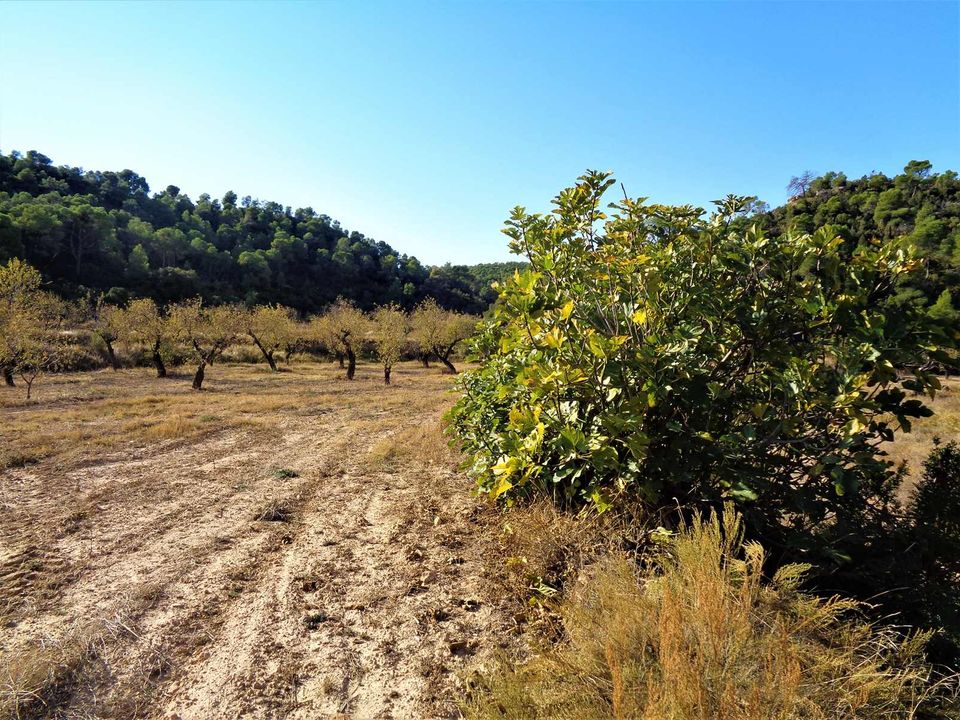 Finca i Maella, Zaragoza - bilde 4