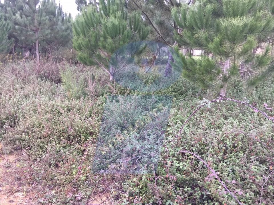Helårsgrund i Oliveira do Bairro, Aveiro - foto 1