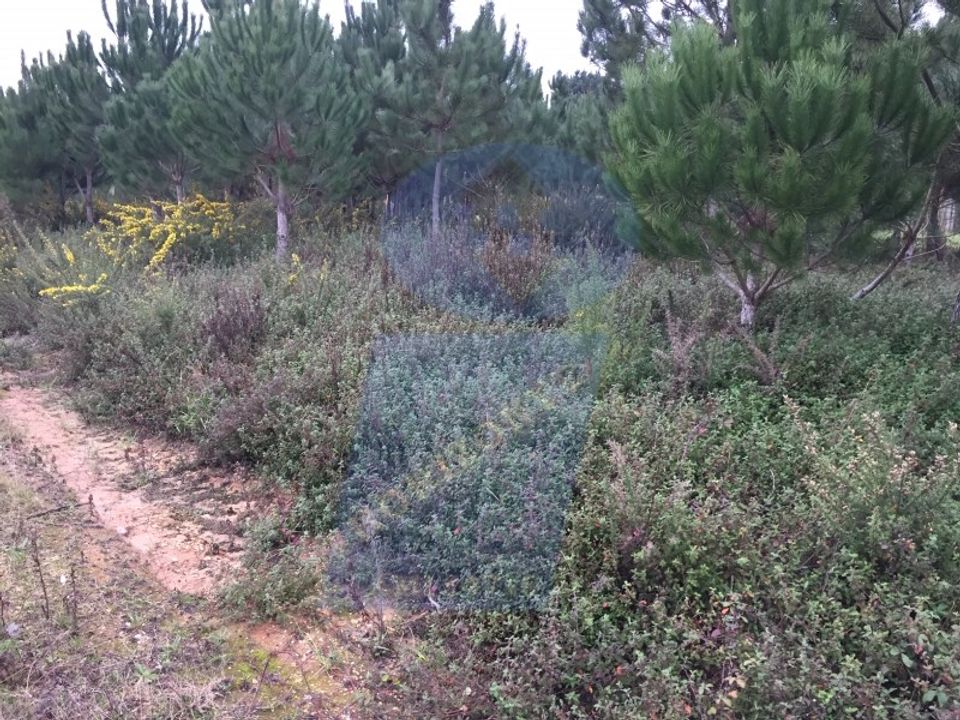 Helårsgrund i Oliveira do Bairro, Aveiro - foto 2
