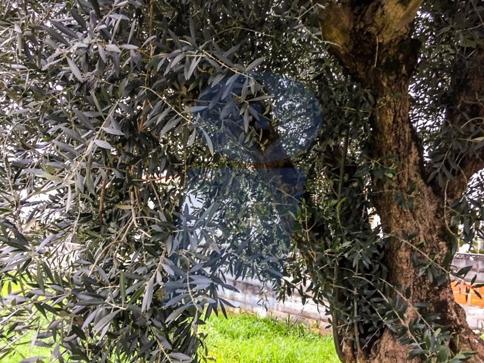 Helårsgrund i Fermentelos, Aveiro - foto 3
