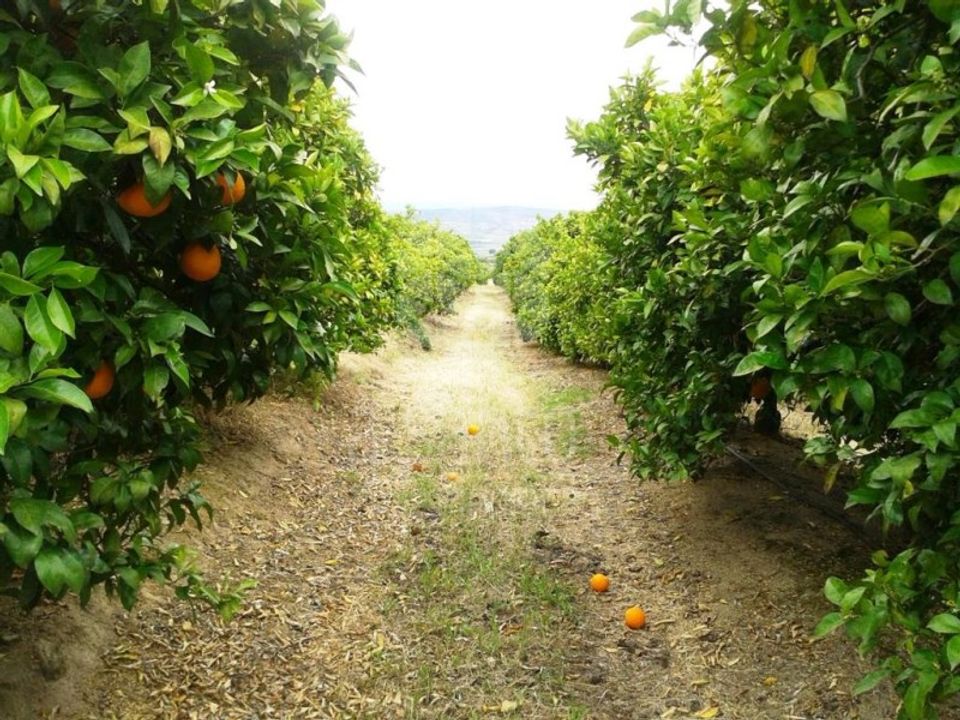 Farm i Vila Flor, Braganca - foto 2