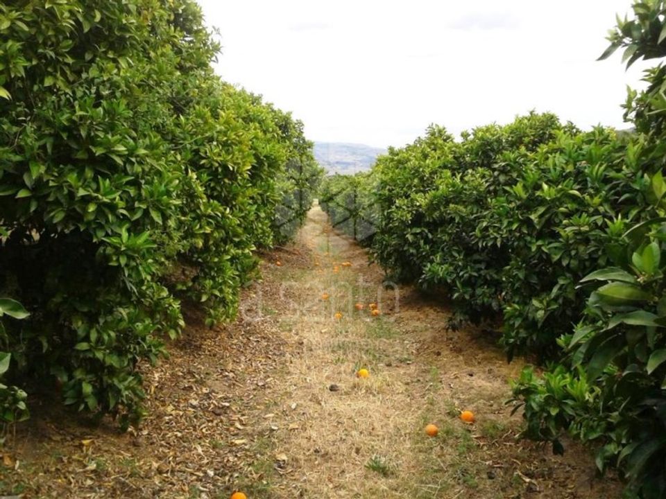 Farm i Vila Flor, Braganca - foto 3