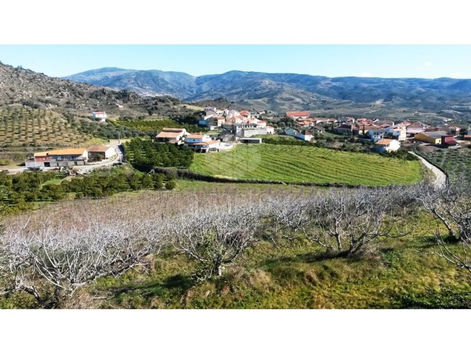 Farm i Vila Flor, Braganca - foto 5