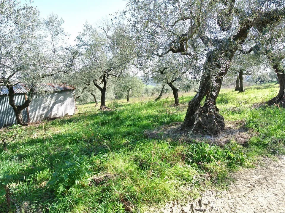 Masia a Moscufo, Pescara - foto 5