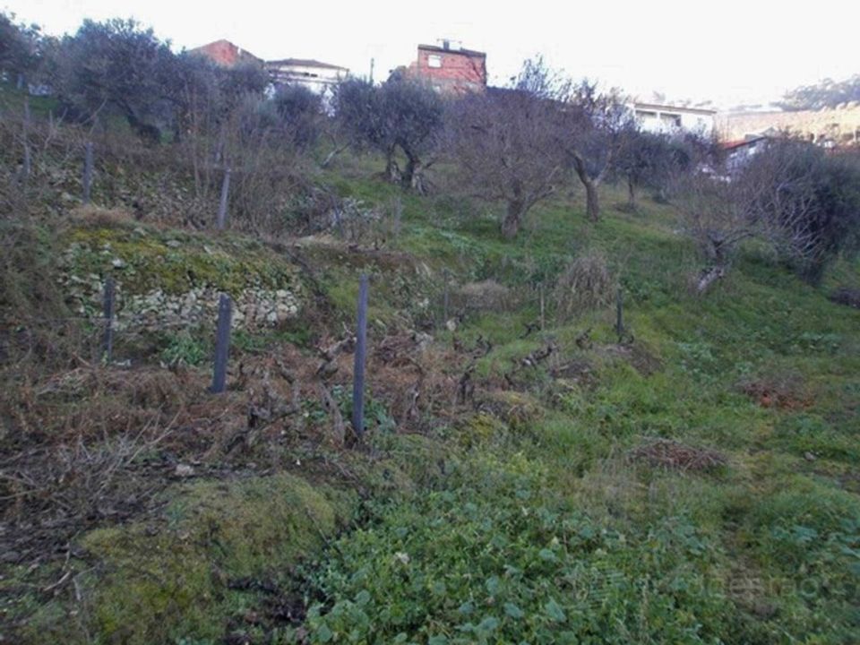 Tomt i Sao Joao da Pesqueira, Viseu - bilde 2