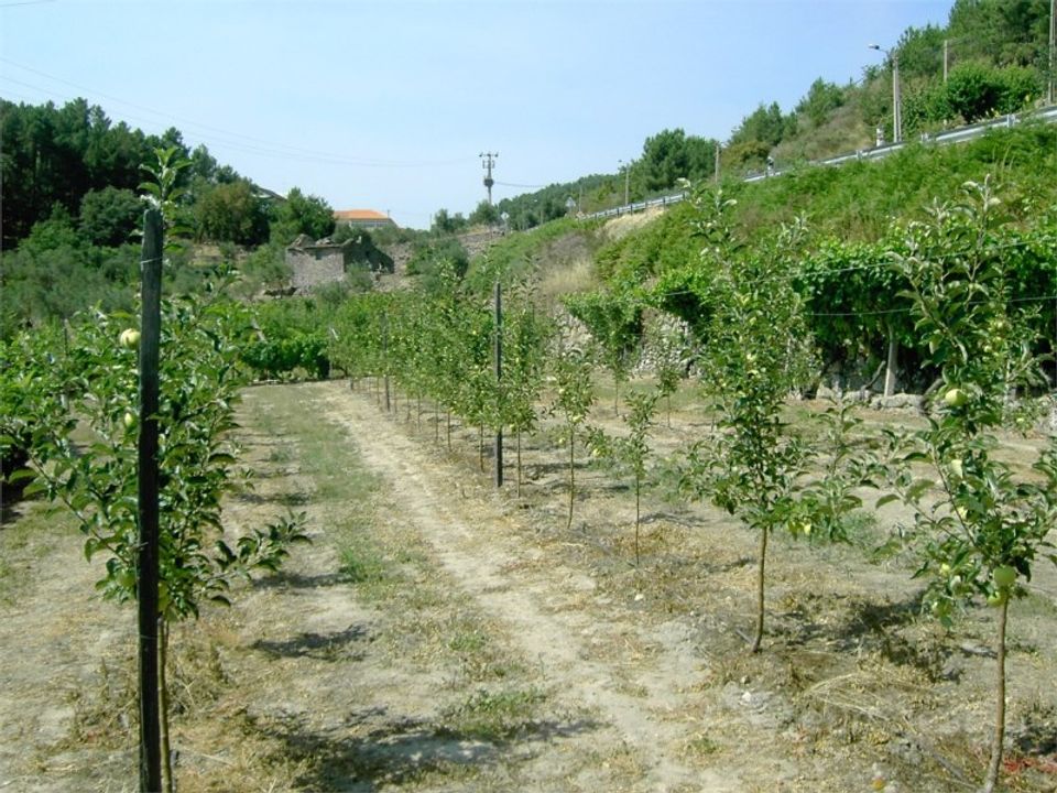 Helårsgrund i Tarouca, Viseu - foto 2