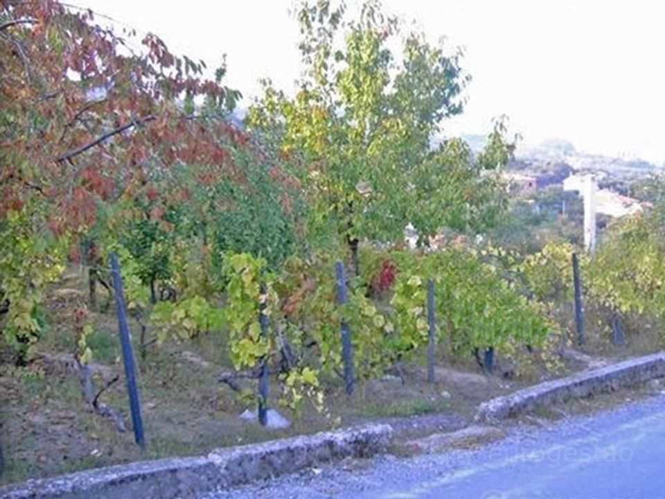 Tomt i Cepoes, Viseu - bilde 1