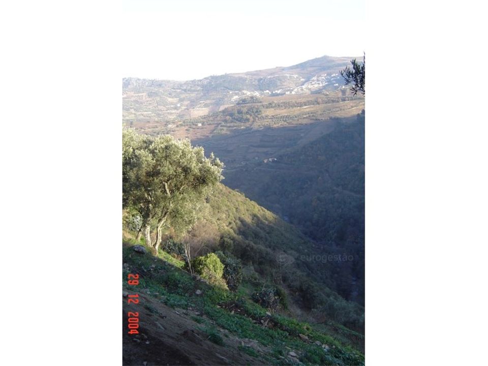 Farm i Lamego, Viseu - foto 5
