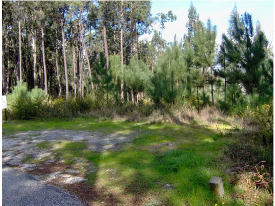 Terreno en Monte Real, Leiria - foto 1