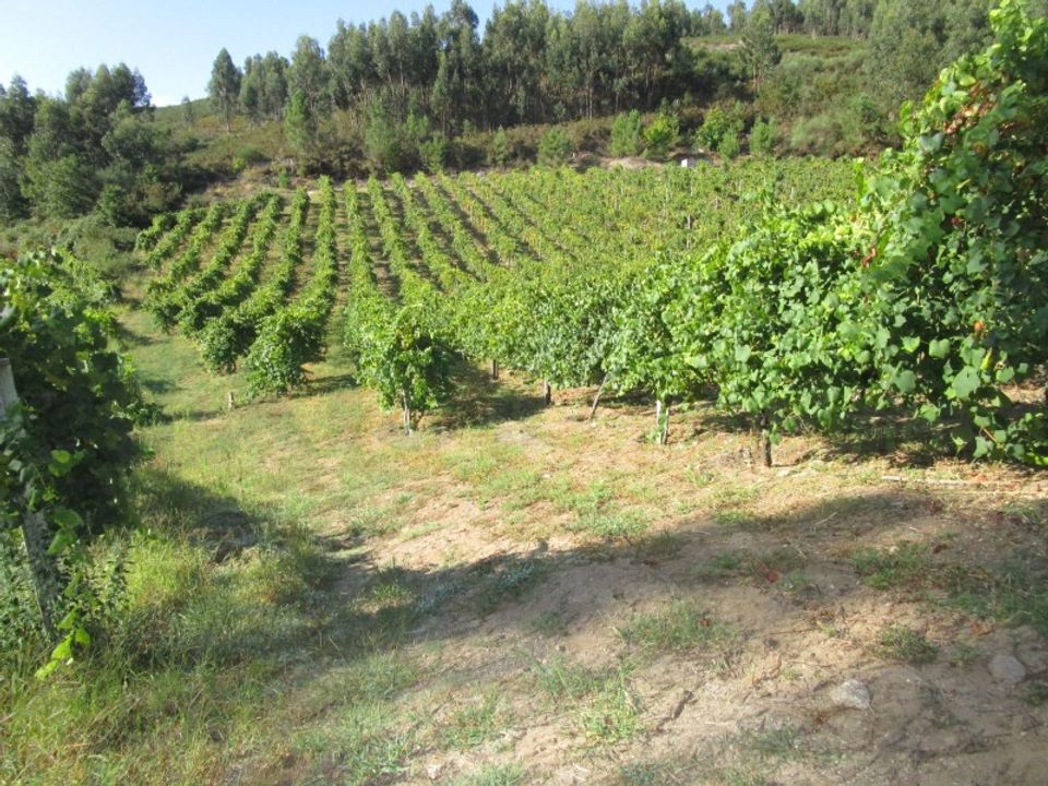 Helårsgrund i Lara, Viana do Castelo - foto 2