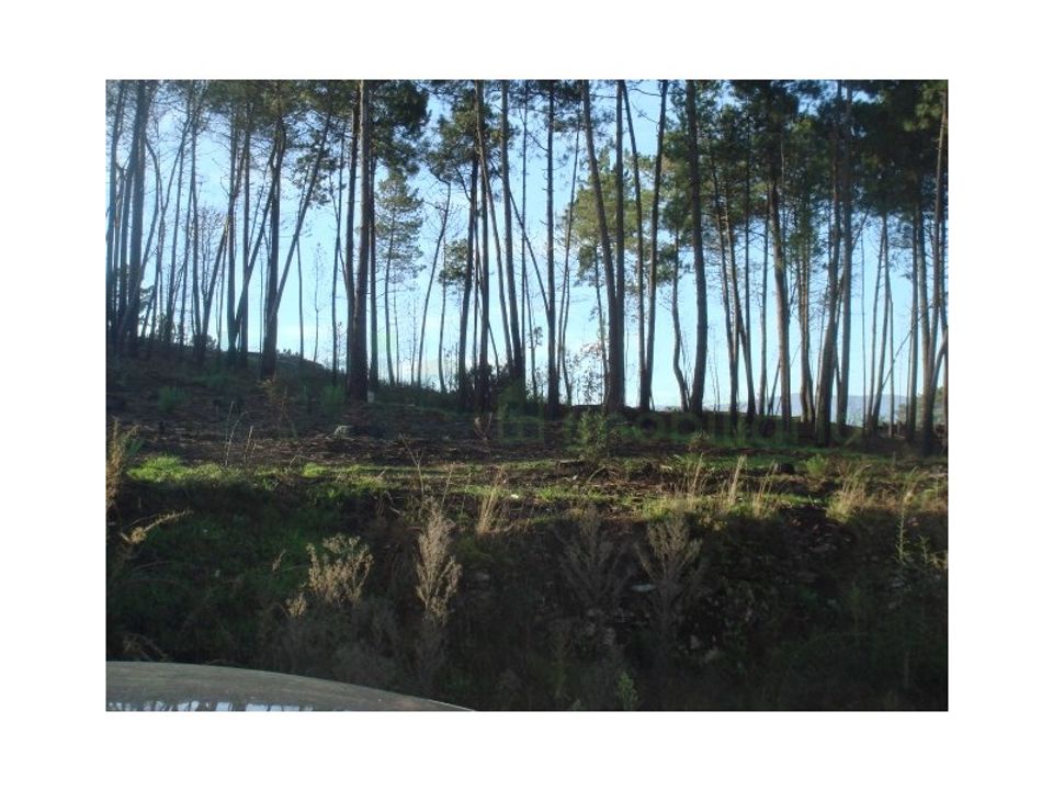 Helårsgrund i Cambeses, Viana do Castelo - foto 2