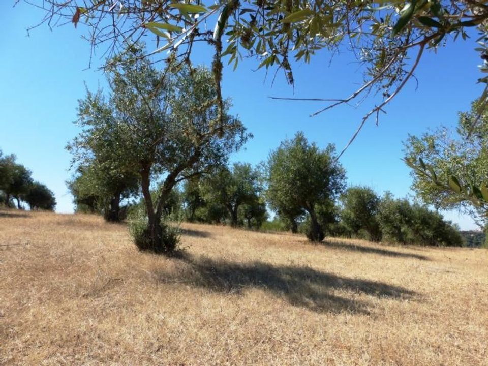 Helårsgrund i Avis, Portalegre - foto 3