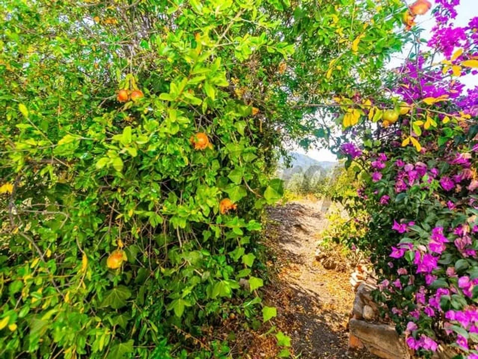 Finca i Arenas De Velez, Malaga - foto 2