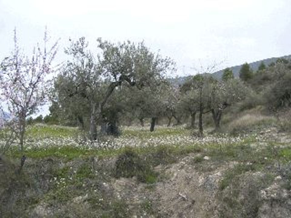 Tomt i Almudaina, Alicante - bilde 3