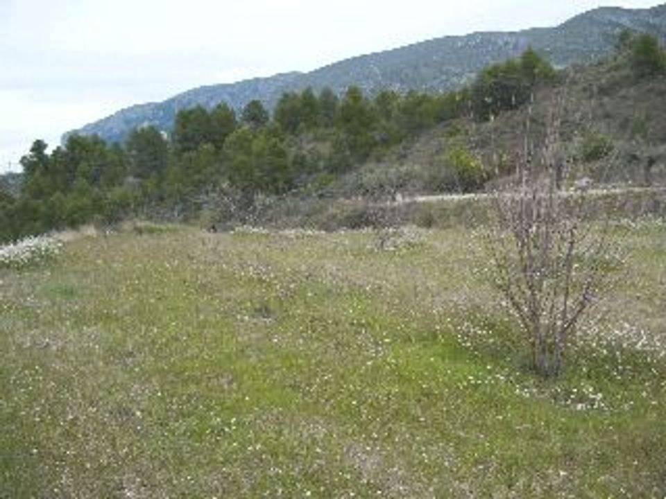 Tomt i Almudaina, Alicante - bilde 2
