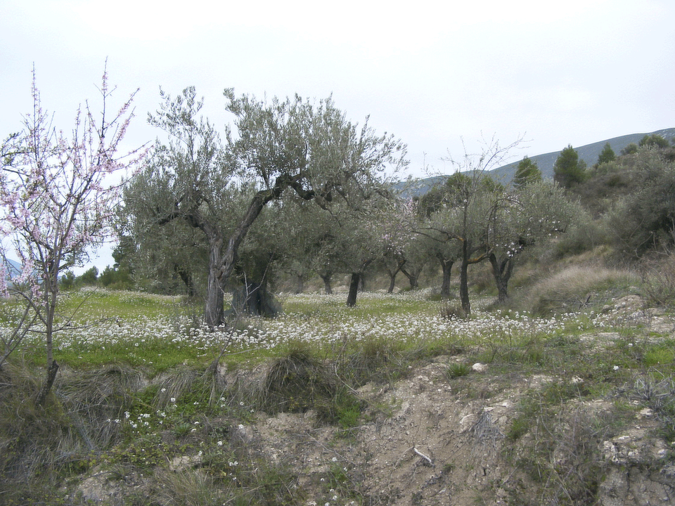 Tomt i Almudaina, Alicante - bilde 5