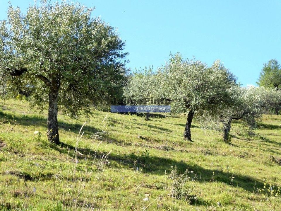 Helårsgrund i Figueira de Castelo Rodrigo, Guarda - foto 2