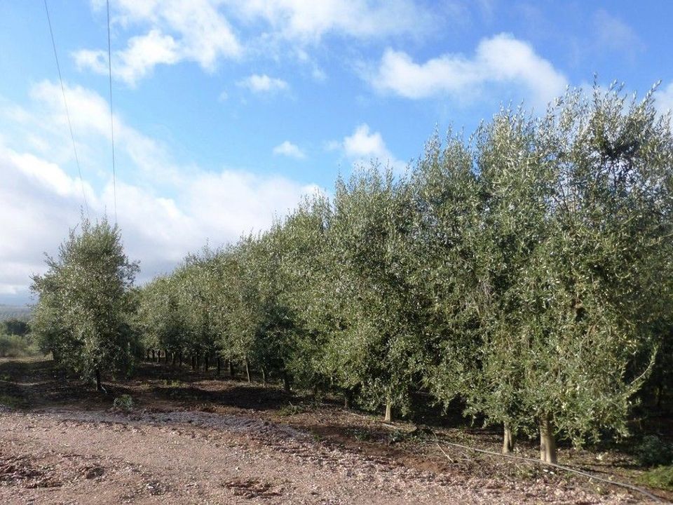 Farm i Valpacos, Vila Real - foto 1