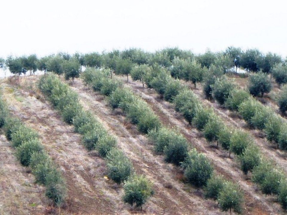 Farm i Valpacos, Vila Real - foto 2