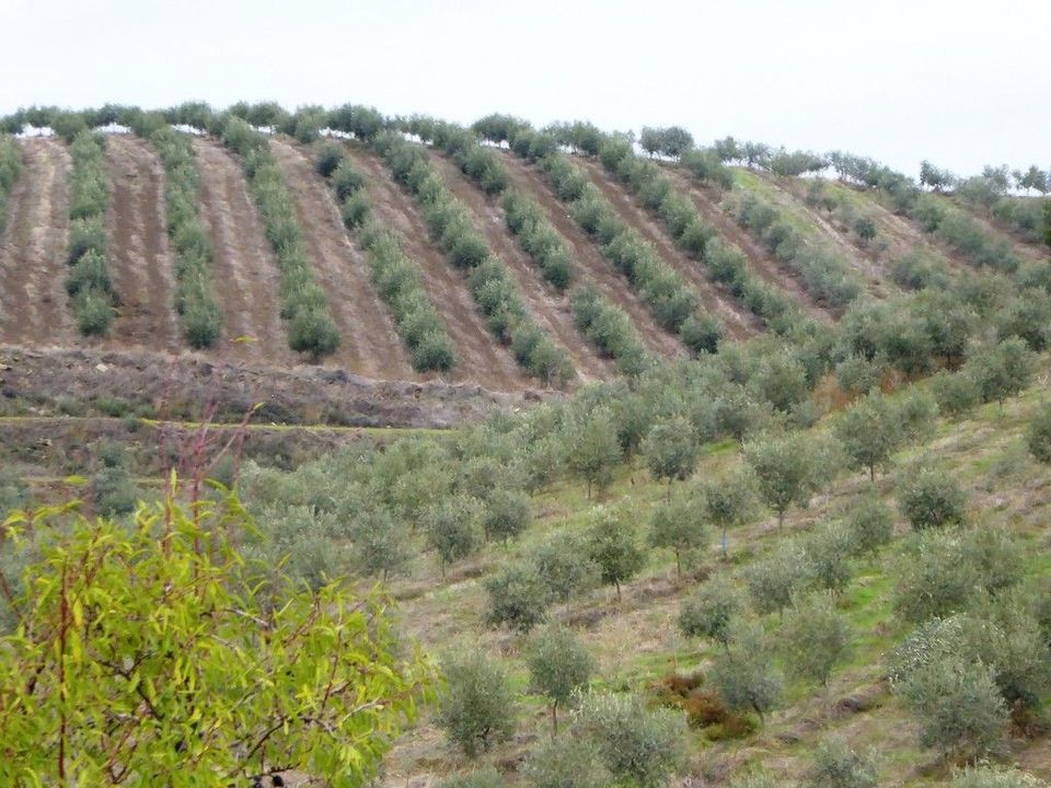 Farm i Valpacos, Vila Real - foto 4