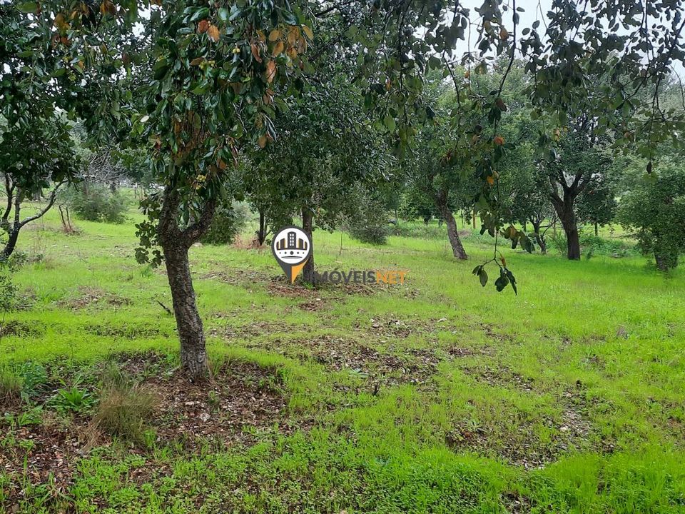 Tomt i Vila Velha de Rodao, Castelo Branco - bilde 2