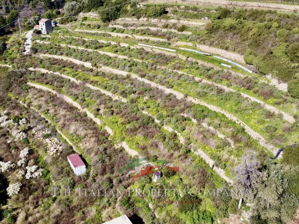 Helårsgrund i Cipressa, Imperia - foto 4