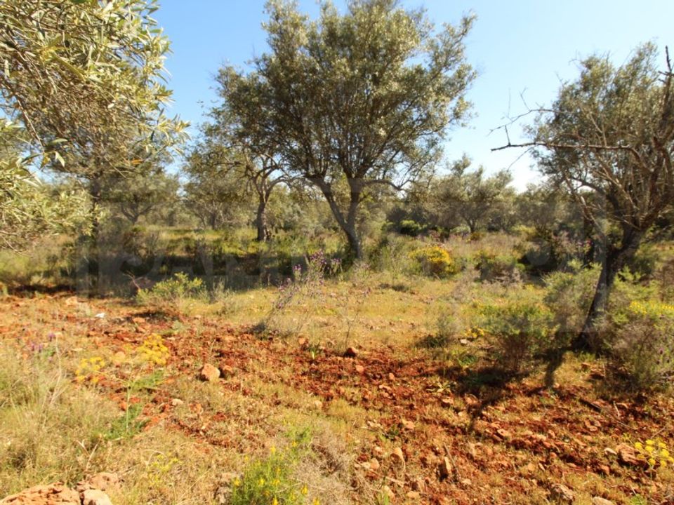 Helårsgrund i Silves, Faro - foto 3