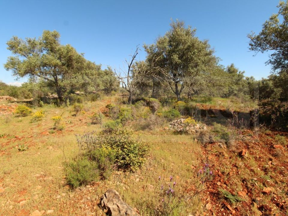 Helårsgrund i Silves, Faro - foto 5