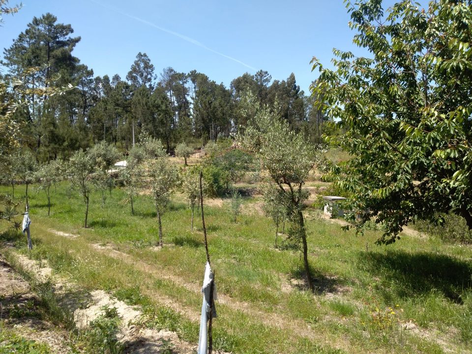 Helårsgrund i Viseu, Viseu - foto 4