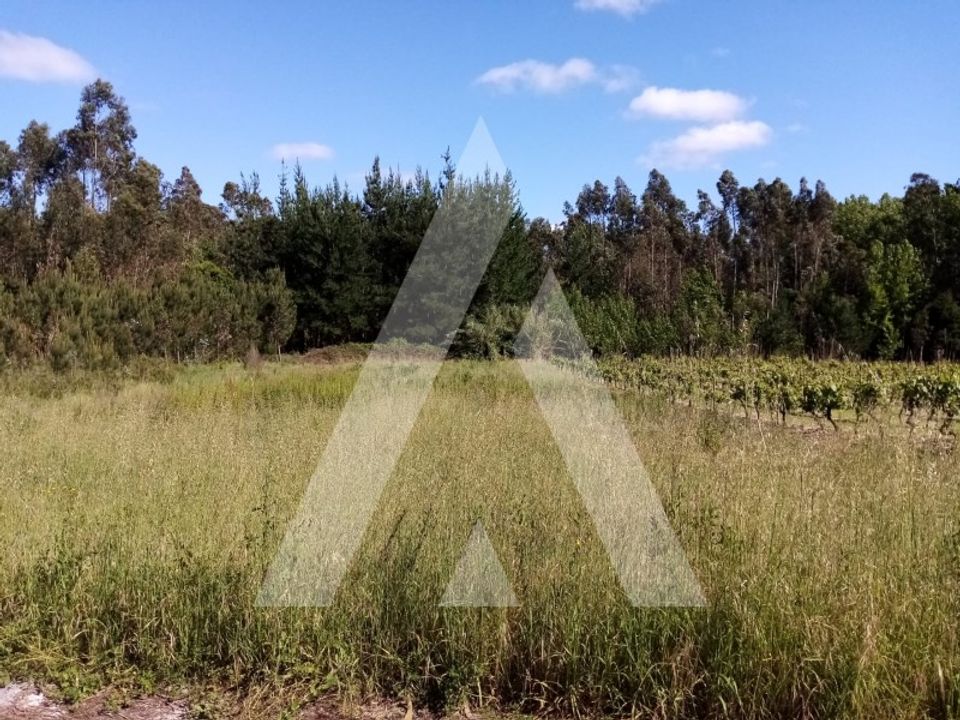 Helårsgrund i Anadia, Aveiro - foto 1