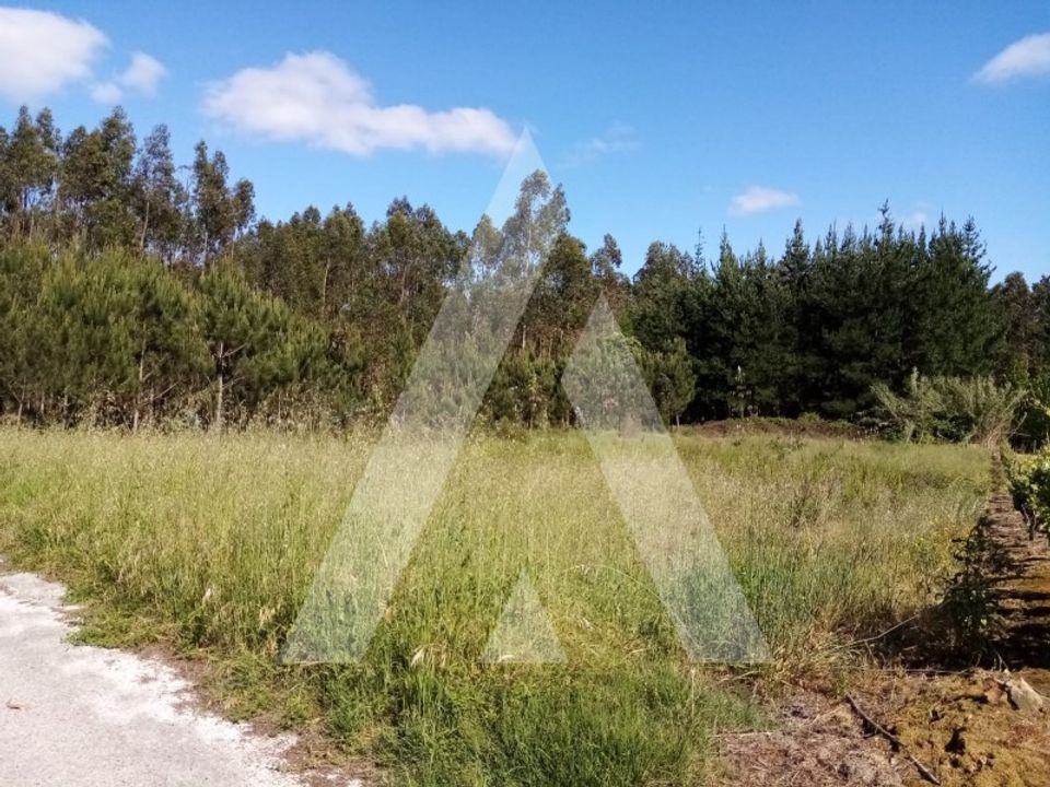 Helårsgrund i Anadia, Aveiro - foto 5
