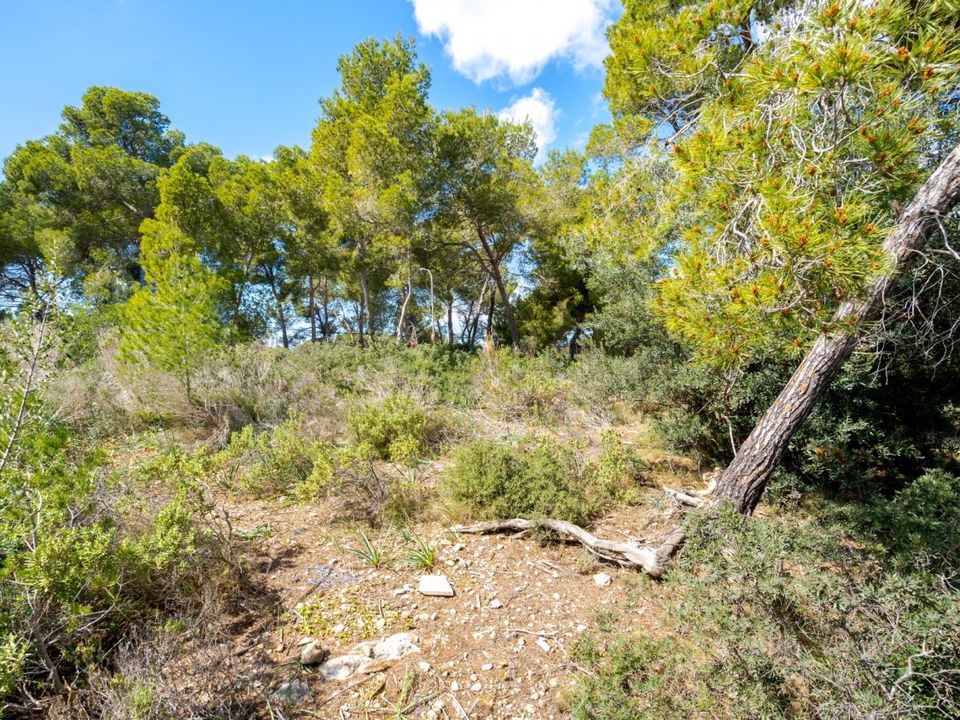 Villa i Calvia, Mallorca - foto 3